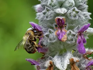 Labiatae Prints: Fork-tailed flower bee (Anthophora furcata) female