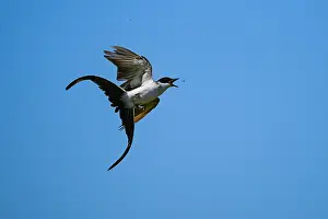 Argentina Prints: Fork tailed flycatcher (Tyrannus savana) in flight, La Pampa Province, Argentina