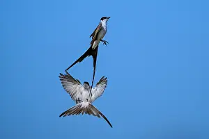 Argentina Prints: Two Fork tailed flycatchers (Tyrannus savana) in flight, La Pampa Province, Argentina