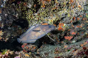 Croatia Prints: Forkbeard (Phycis phycis) swimming along a reef, Vis Island, Croatia, Adriatic Sea