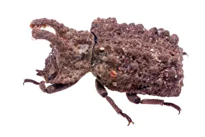 Tenebrionoidea Prints: Forked fungus beetle (Bolitotherus cornutus) head portrait