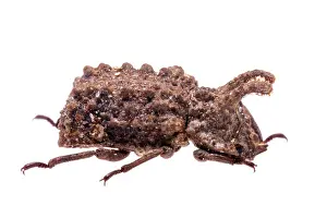 Tenebrionoidea Prints: Forked fungus beetle (Bolitotherus cornutus) portrait