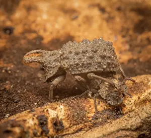 Tenebrionoidea Prints: Forked fungus beetle (Bolitotherus cornutus) restingg beneath a bracket fungus