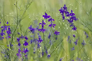 Forking Larkspur (Delphinium consolida / Consolida regalis) in flower, East Slovakia