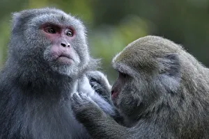 Social Behaviour Prints: Formosan macaques (Macaca cyclopis) social grooming, Taiwan. Endemic