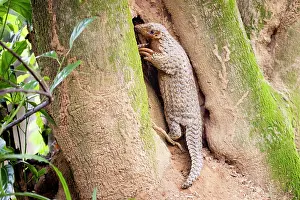 East Asia Prints: Formosan pangolin (Manis pentadactyla pentadactyla) climbing up a tree