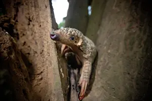 East Asia Prints: Formosan pangolin (Manis pentadactyla pentadactyla) climbing in a tree