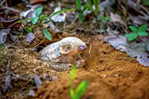 East Asia Prints: Formosan pangolin (Manis pentadactyla pentadactyla) emerging from its burrow