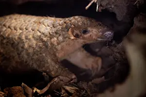 East Asia Prints: Formosan pangolin (Manis pentadactyla pentadactyla) feeding on termites within an old tree trunk