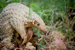 East Asia Prints: Formosan pangolin (Manis pentadactyla pentadactyla) portrait, Pingtung, Southern Taiwan