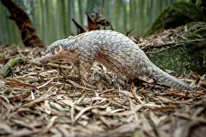 East Asia Prints: Formosan pangolin (Manis pentadactyla pentadactyla) rescued infant