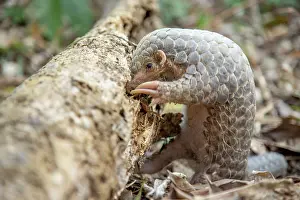East Asia Prints: Formosan pangolin (Manis pentadactyla pentadactyla) rescued infant