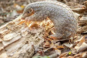 East Asia Prints: Formosan pangolin (Manis pentadactyla pentadactyla) rescued infant
