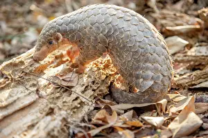 East Asia Prints: Formosan pangolin (Manis pentadactyla pentadactyla) rescued infant
