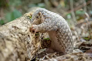 East Asia Prints: Formosan pangolin (Manis pentadactyla pentadactyla) rescued infant