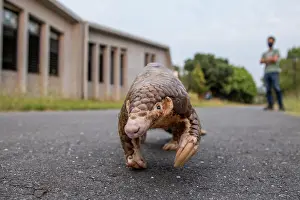 East Asia Prints: Formosan pangolin (Manis pentadactyla pentadactyla) rescued and injured