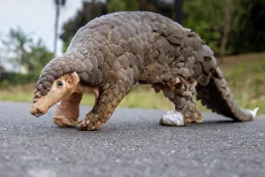 East Asia Prints: Formosan pangolin (Manis pentadactyla pentadactyla) rescued and injured