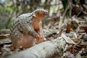 East Asia Prints: Formosan pangolin (Manis pentadactyla pentadactyla) rescued and released into Bamboo forest near Matou