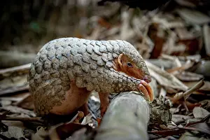 East Asia Prints: Formosan pangolin (Manis pentadactyla pentadactyla) rescued and released into Bamboo forest near Matou