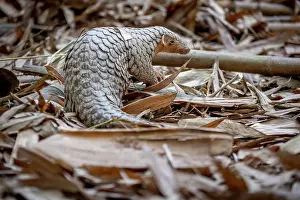 East Asia Prints: Formosan pangolin (Manis pentadactyla pentadactyla) rescued and released into Bamboo forest near Matou