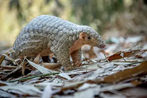 East Asia Prints: Formosan pangolin (Manis pentadactyla pentadactyla) rescued and released into Bamboo forest near Matou