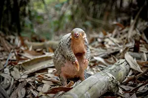 East Asia Prints: Formosan pangolin (Manis pentadactyla pentadactyla) rescued and released into Bamboo forest near Matou