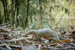 East Asia Prints: Formosan pangolin (Manis pentadactyla pentadactyla) rescued and released into Bamboo forest near Matou