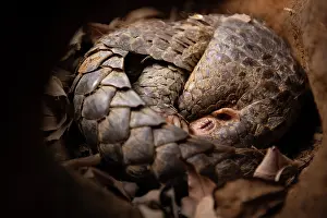 East Asia Prints: Formosan pangolin (Manis pentadactyla pentadactyla) sleeping