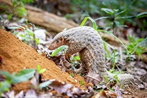 East Asia Prints: Formosan pangolin (Manis pentadactyla pentadactyla) walking in woodland