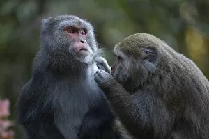 March 2021 Highlights Gallery: Formosan rock macaque (Macaca cyclopis) social grooming behaviour