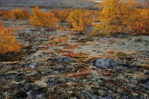 Tundra Prints: Forollhogna National Park in autumn with lichen and birch trees (Betula sp