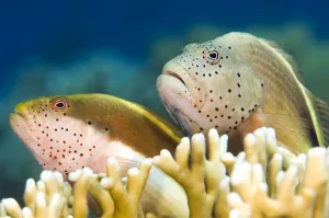 2019 October Highlights Collection: Forsters hawkfish (Paracirrhites forsteri) on a coral reef