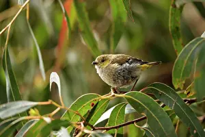 Myrtaceae Prints: Forty-spotted pardalote (Pardalotus quadragintus) perched in White gum (Eucalyptus alba) tree