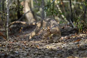 Eupleridae Prints: Fosa (Cryptoprocta ferox) female, prowling in forest, Kirindy, Menabe, western Madagascar