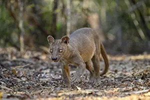 Eupleridae Prints: Fosa (Cryptoprocta ferox) female, prowling in forest, Kirindy, Menabe, western Madagascar