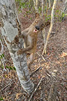 Republic Of Madagascar Prints: Fosa (Cryptoprocta ferox) female