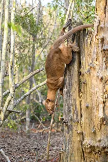 Moving Down Prints: Fosa (Cryptoprocta ferox) female