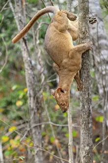 Endemic Prints: Fosa (Cryptoprocta ferox) female