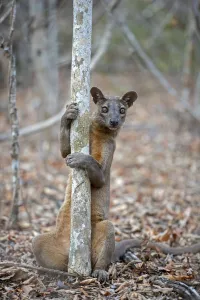 Eupleridae Prints: Fosa (Cryptoprocta ferox) male marking territory onto a mating tree