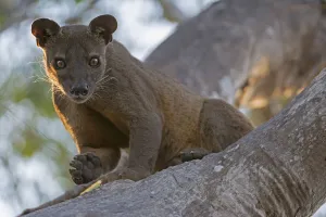 Images Dated 9th November 2014: Fosa (Cryptoprocta ferox) male in tree, Kirindy Forest, Madagascar
