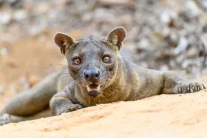 2020 April Highlights Prints: Fosa / Fossa (Cryptoprocta ferox) male resting in dry decidous forest