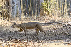 2020 March Highlights Collection: Fosa of Fossa (Cryptoprocta ferox) male walking through dry deciduous forest, Kirindy