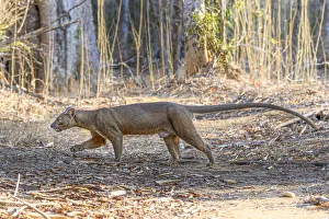 Fosa of Fossa (Cryptoprocta ferox) male walking through dry deciduous forest, Kirindy