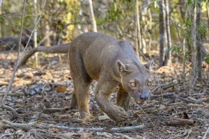Fosa or Fossa (Cryptoprocta ferox)(sometimes erroneously fossa