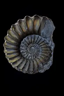 Geological Era Prints: Fossil ammonite (Pleuroceras sp.) pyritized, Jurrasic age, Nuremburg, Germany