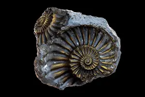 Fossil ammonite (Pleuroceras sp.) pyritized, Jurrasic age, Nuremburg, Germany