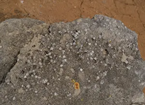 Limestone Prints: Fossil Crinoids (Echinodermata) in limestone, Peniche, Portugal. June, 2023