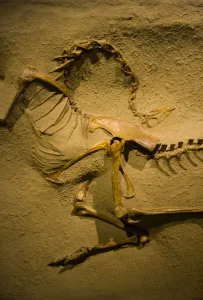 Skeleton Prints: Fossil dinosaur {Struthiomimus altus} Royal Tyrrell Museum, Drumheller, Alberta, Canada