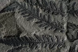 Images Dated 25th May 2017: Fossil leaves of seed ferns, a kind of extinct plant, Joggins Fossil Cliffs UNESCO