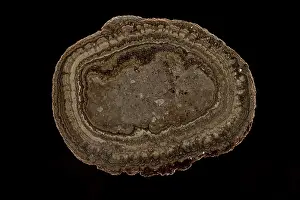 Geological Era Prints: Fossil Oncolite Stromatolite, Cyanobacteria from Lady of Angels Lake